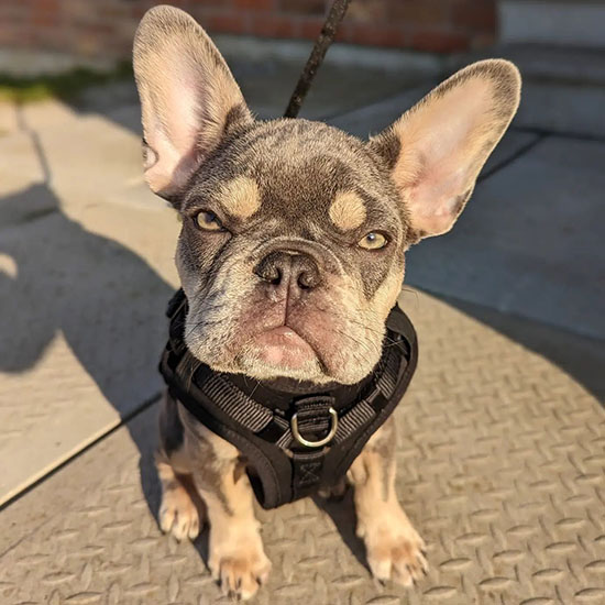 Available Puppies - Scott French Bulldogs