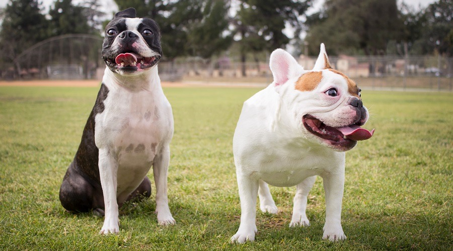 boston terrier vs french bulldog