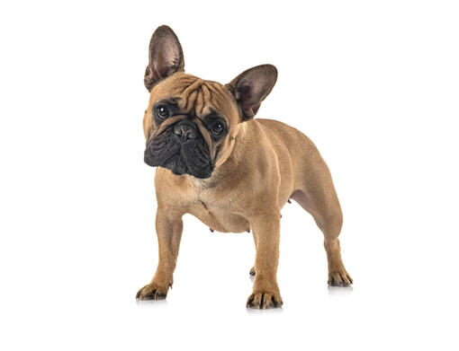 french bulldog for sale near me