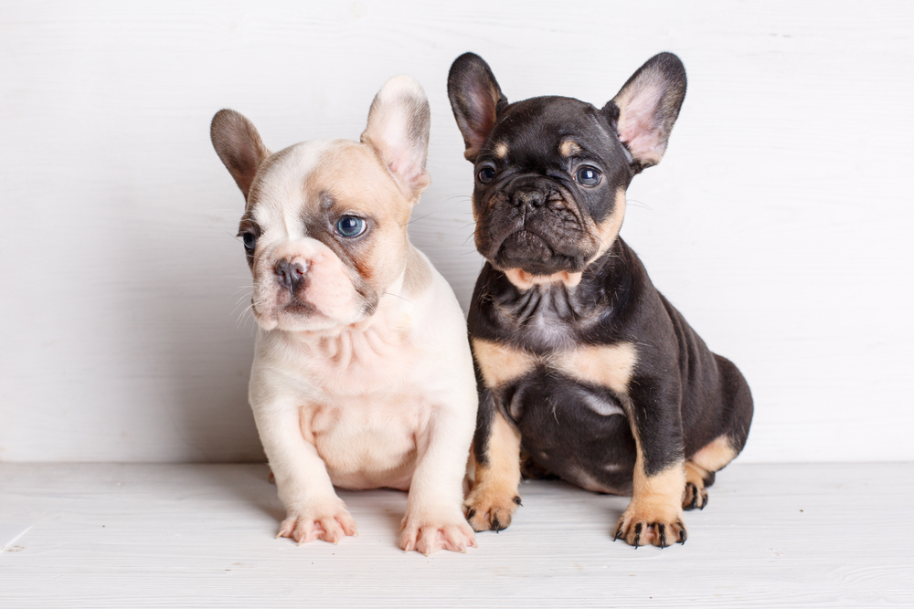 french bulldogs for adoption
