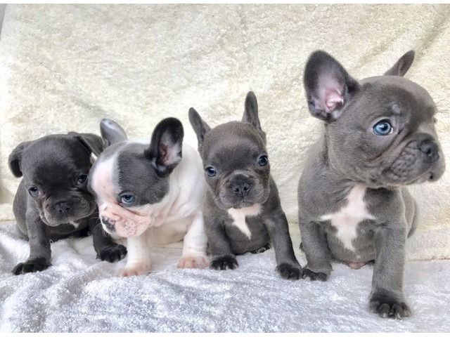 french bulldogs for sale near me