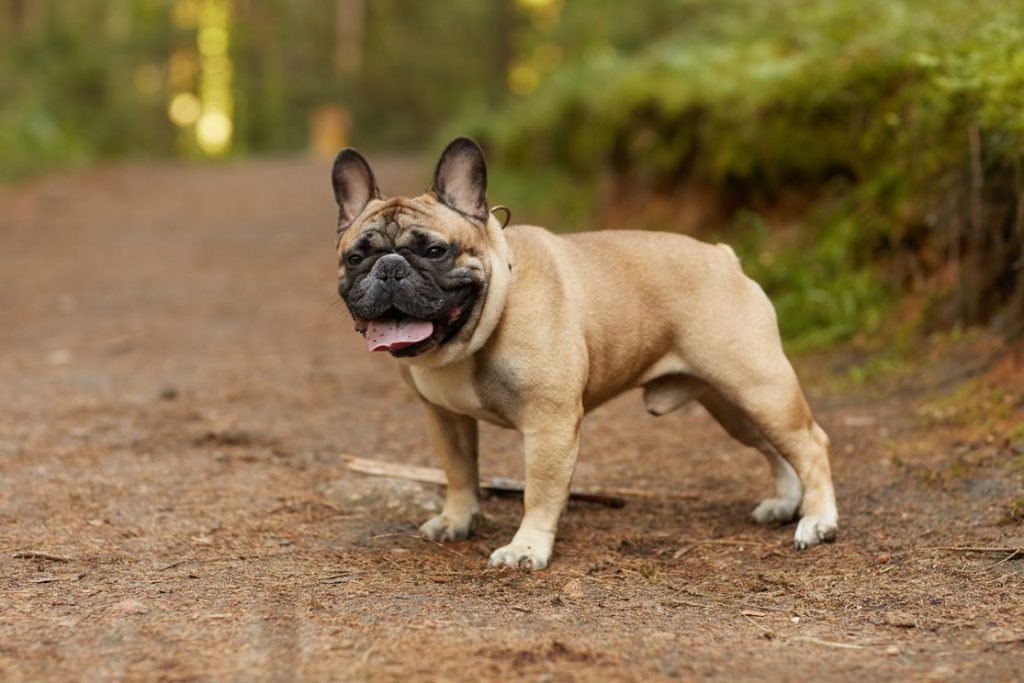 how long do french bulldogs live