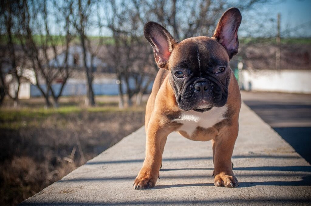 how much do french bulldogs cost