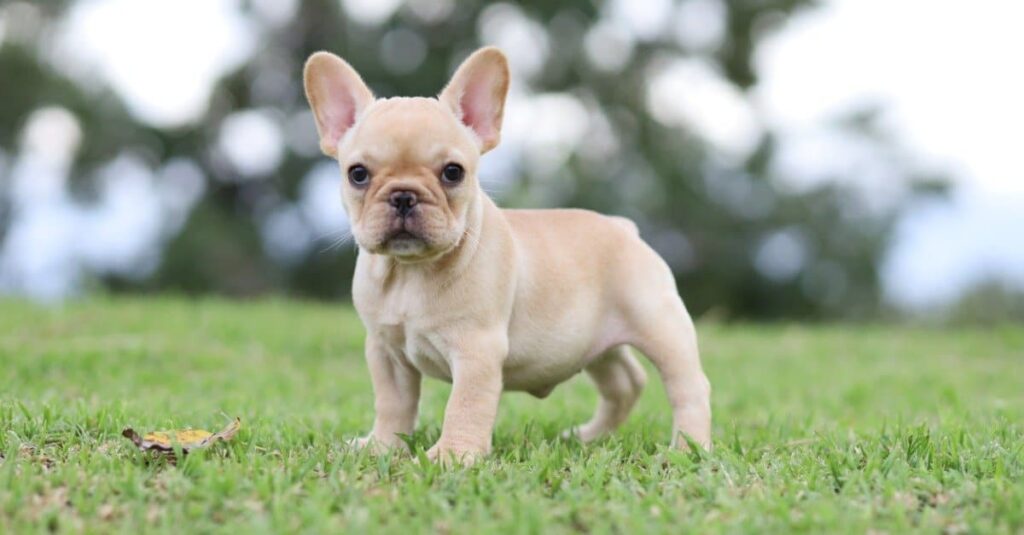 how much is a french bulldog