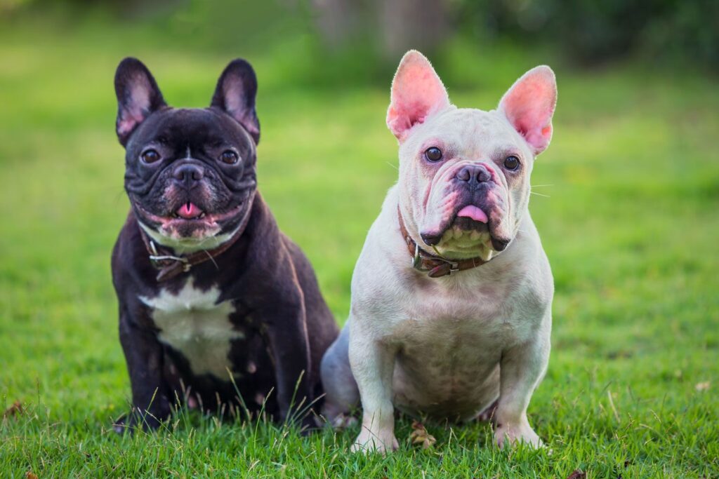 pictures of french bulldogs