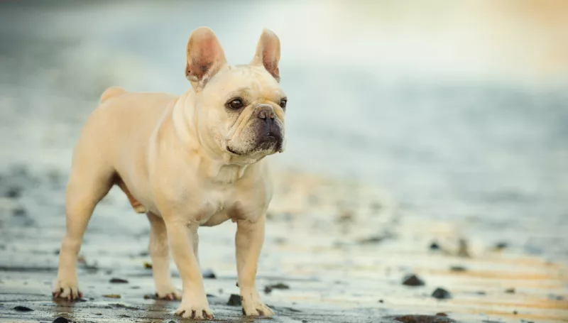 American-French Bulldog Mix For Sale