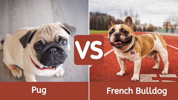 french bulldog vs pug