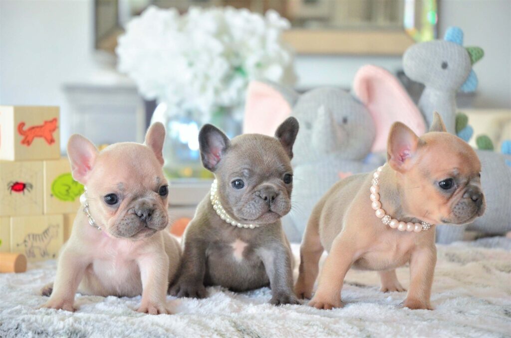 french bulldogs on sale